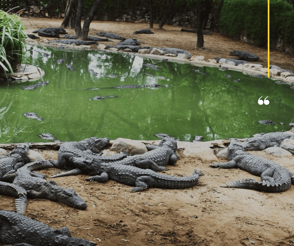 Madras Crocodile Park